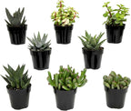 Altman Plants, Assorted Succulents Plants Live Houseplants (8PK), Succulent Plants Home Office Plants Live Indoor Plants, Live Plants Indoor House Plants, Easy Care Plants, Desk Plants, Kitchen Plants