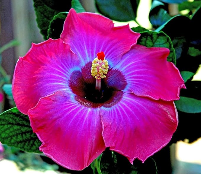 30pcs Mix Colors Giant Hibiscus Seeds - Non-GMO Heirloom Variety - Vibrant Blooms for Your Flourishing Garden