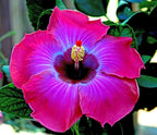 30pcs Mix Colors Giant Hibiscus Seeds - Non-GMO Heirloom Variety - Vibrant Blooms for Your Flourishing Garden