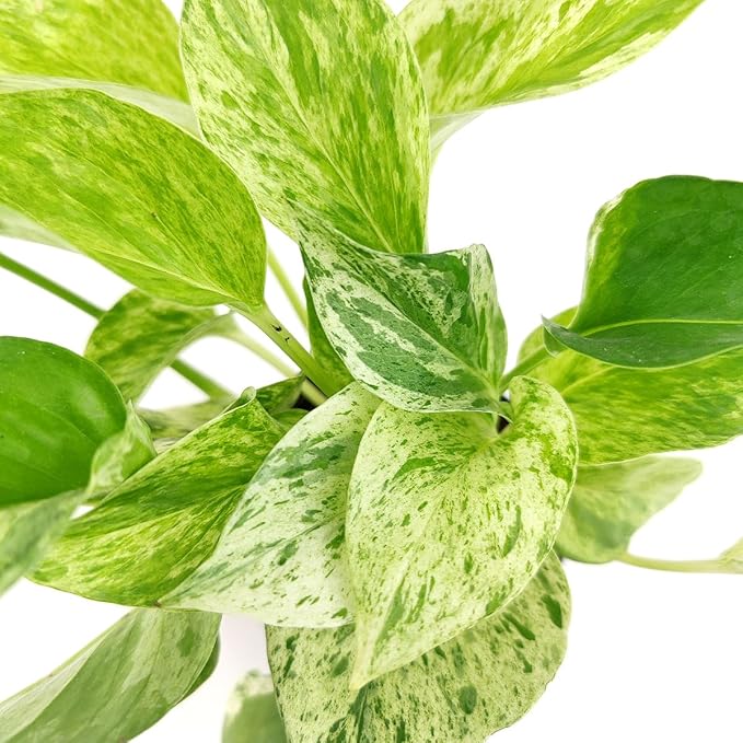 Pothos 'Marble Queen' (4 inch) - Air-Purifying Houseplants - 4/6 inch Unique Live Decorative Houseplants - Low-Maintenance Indoor Plants, House Warming Gift, Natural Air Purifier