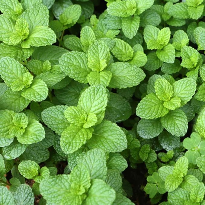 Clovers Garden Spearmint Mint Herb Plants - Two (2) Live Plants - Non-GMO - Not Seeds - Each 4" to 8" Tall – in 4" Inch Pots - Easy-Grower, Perennial in Most Zones