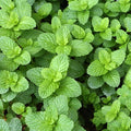 Clovers Garden Spearmint Mint Herb Plants - Two (2) Live Plants - Non-GMO - Not Seeds - Each 4" to 8" Tall – in 4" Inch Pots - Easy-Grower, Perennial in Most Zones