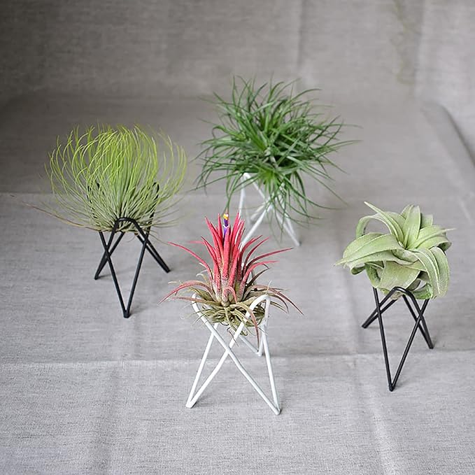 4 Black Air Plants Stand Desktop Geometry Airplants Holder Air Ferns Display Rack Air Tillandsia Metal Base Ornament for Plants