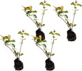 ragnaroc Jasmine Summer 2-6" (Jasminum officinale) 4ct - Live Plant for Indoor Outdoor Use, Garden & Landscaping - Live Arrival Guaranteed