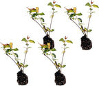 ragnaroc Jasmine Summer 2-6" (Jasminum officinale) 4ct - Live Plant for Indoor Outdoor Use, Garden & Landscaping - Live Arrival Guaranteed