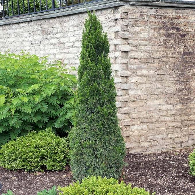 Brighter Blooms - Southern Living® Spartan Juniper, 1-2 ft. - No Shipping to AK, AZ, CA, HI