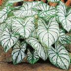 200Pcs Mix Caladium Seeds for Planting for Planting - Shade Loving, Heat Tolerant, Perfect for Containers & Indoor Decor