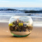 SuperMoss (90420) Beach Terrarium DIY Kit – Create Stunning Nature-Inspired Mini Gardens – Perfect for Home Decor, Office Gifts, and Plant Lovers, Appx 8 Oz