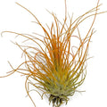 Thin Colored Air Plant, Live Tillandsia House Plant, Easy Care Indoor Outdoor, Great Gift, Healthy Arrival Guaranteed, (Orange)