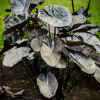 2 Black Coral Alocasia Plants Live Houseplant for Indoor Outdoor Growing, 4 to 8 Inches Tall, Rare and Hardy