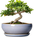 SQOWL Bonsai Tree Pots Small - 6 Inch Ceramic Succulent Planters with Drainage Hole and Saucer, Shallow Pot for Indoor Outdoor, Round Cactus Planters, Living Room Decor, Gifts for Plant Lover, Blue