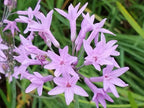 American Plant Exchange Society Garlic – 6-Inch Pot – Live Fragrant Herbaceous Plant, Easy Care Air Purifier for Indoor Kitchens, Outdoor Gardens, or Patio Decor