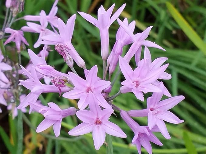 American Plant Exchange Society Garlic – 6-Inch Pot – Live Fragrant Herbaceous Plant, Easy Care Air Purifier for Indoor Kitchens, Outdoor Gardens, or Patio Decor