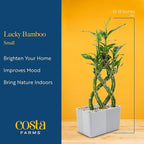 Costa Farms Lucky Bamboo Live Plant in Decorative Pot, Easy to Maintain Indoor Houseplant, Perfect for Home, Room, or Office Decor, Great House Warming or Birthday Gift, 12-15 Inches Tall