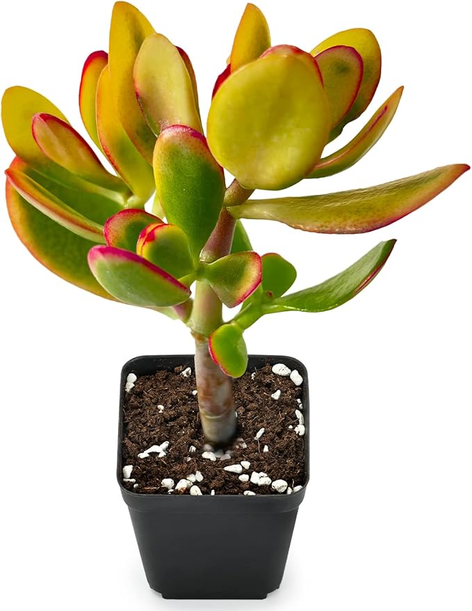 Sprout N Green Jade Succulent Collection, 4 Live Succulent Plant Fully Rooted in 2inch Starter Pot, Home Office Indoor Outdoor Wedding Decoration DIY Projects Party Favor