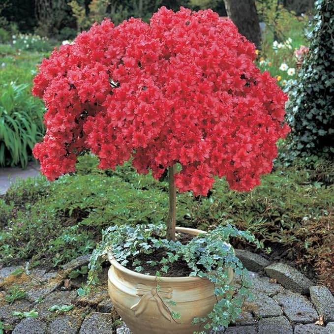 Red Azalea Plant Live, 7 Months Old Rhododendron Like, Azalea Rhododendron Tree Flowers Plants Live Bush in Pot