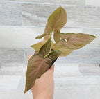 Syngonium Pink Perfection, Syngonium Pink Schott, Syngonium Pink Arrow Live Rare Houseplants All Plants are Fully Rooted Plants in 4 inch Pot by 3exoticgreen