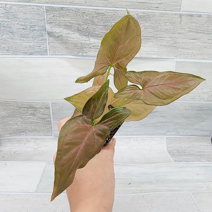 Syngonium Pink Perfection, Syngonium Pink Schott, Syngonium Pink Arrow Live Rare Houseplants All Plants are Fully Rooted Plants in 4 inch Pot by 3exoticgreen