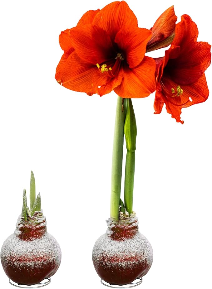 Snow Flecked Waxed Amaryllis Bulb 2-Pack – Red Wax with Red Blooms – Live Holiday Gift Plant, Easy Care, No Watering Needed