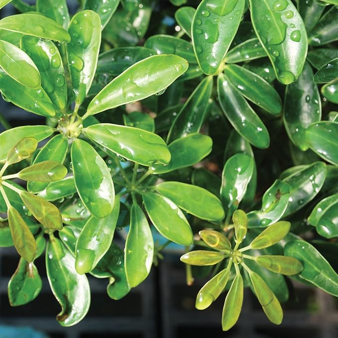 Brussel's Live Dwarf Hawaiian Umbrella Indoor Bonsai Tree on Double Rock - 3 Years Old; 6" to 10" Tall with Decorative Container, Humidity Tray & Deco Rock