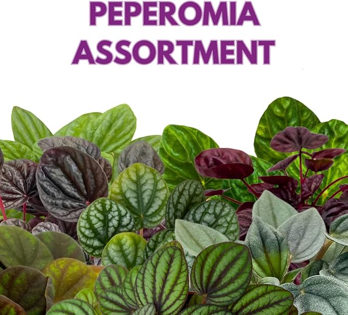 BubbleBlooms Peperomia Assortment Set of 3 in 2 inch pots