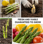 Millennium Live Asparagus Bare Root Plants – 2-Year Crowns – Productive Perennial Vegetable for Home Gardens – 15 Healthy Crowns (Cannot Ship to California)