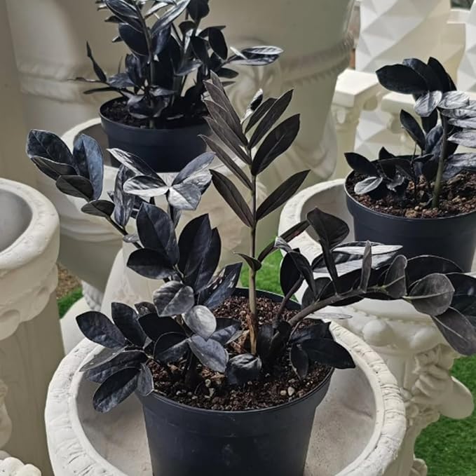 Black ZZ Plant Live, Rare Tropical ZZ Houseplant in 3'' Pot, ZZ Plant for Living Room, Office