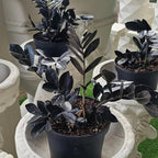 Black ZZ Plant Live, Rare Tropical ZZ Houseplant in 3'' Pot, ZZ Plant for Living Room, Office