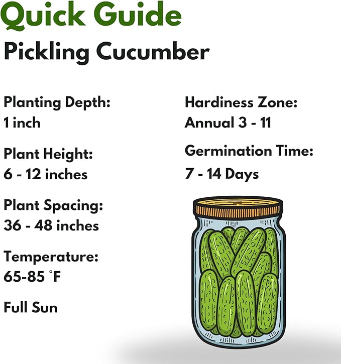 Over 150 Pickling Cucumber Seeds – Organic Heirloom, Non-GMO, High Germination Rate – Perfect for Planting in Home Gardens & Fresh Pickles