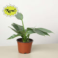 Philodendron Silver Sword Live Plant for Indoor | Different Houseplants in 4'' & 6'' Pot | Real House Plant for Living Room, Office, Desk & Bathroom | Silver Sword hastatum