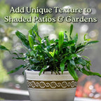 Kangaroo Paw Fern Plant - Small Fern Plants Live - Overall Height 10" to 14" - 1 Gallon Pot - Tropical Plants of Florida