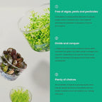 Ultum Nature Systems Live Tissue Culture - Anubias Minima Dragon Claw (Anubias Minima) - Easy - Low to Medium Light - Green Accent - Midground - 100% Snail Free Grown in-Vitro