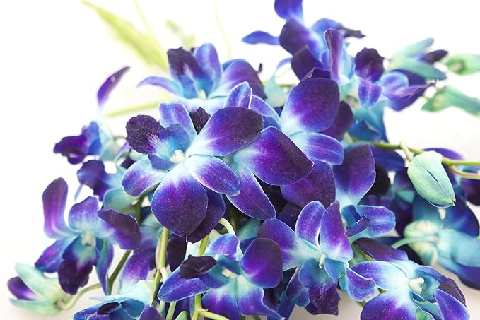 KaBloom - 10 Blue Orchid without vase - Fresh Flowers for Birthday, Valentine's & Mother's Day