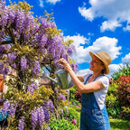 Wisteria Live Plants 1–2 Ft Tall – Flowering Wisteria Vine (Wisteria Floribunda) – Fast Growing Climbing Plant for Garden, Trellis, Pergola & Bonsai Training (5 Plants)