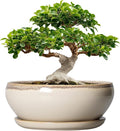 SQOWL Bonsai Pots 12 Inch - Large Ceramic Succulent Planters, Shallow Planter with Drainage Hole and Saucer, Round Bowl Planter for Indoor Outdoor Plants, Home Decor, Plant Lover Gifts, Beige