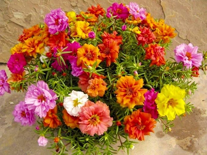 Purslane Double Flower Mix Terry Portulaca Grandiflora Seed Mix 500+ Seeds for Growing Flower Garden