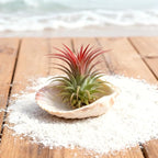 Live Tillandsia Air Plant Ionantha stricta Easy Care Air Plants Live, Houseplants for Indoor & Outdoor Home Garden Décor, Wall & Terrarium Display