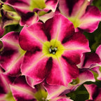 Rare Petunia Seeds for Planting - 300+ Beautiful Perennial Petunia Seeds Heirloom Flowers- High Germination Rate Open Pollinated