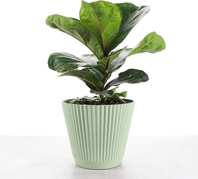 Thorsen's Greenhouse Ficus Lyrata, Fiddle Leaf Fig Plant, Rare, Live Indoor Plant, Collector Plant, Beautiful Foliage, Statement Piece, 6" Diameter Pot (Sage, 6" Pot)