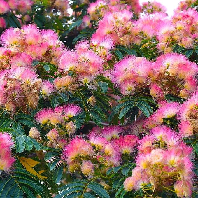 75+ Mimosa Tree Seeds for Planting Outdoor-Albizia Julibrissin Tree Persian Pink Silk Flower Plant-Pink Blooms-Attracts Pollinators