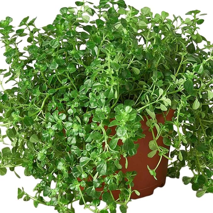 Nettle Baby's Tear'Live Plant for Indoor | Different Houseplants in 4'' & 6'' Pot | Real House Plant for Living Room, Office, Desk & Bathroom | Soleirolia Soleirolii