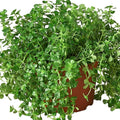 Nettle Baby's Tear'Live Plant for Indoor | Different Houseplants in 4'' & 6'' Pot | Real House Plant for Living Room, Office, Desk & Bathroom | Soleirolia Soleirolii