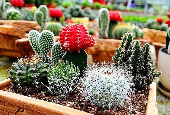Cactus Mix Cacti About 50 Seeds for Planting Succulents Plant Group Cactaceae
