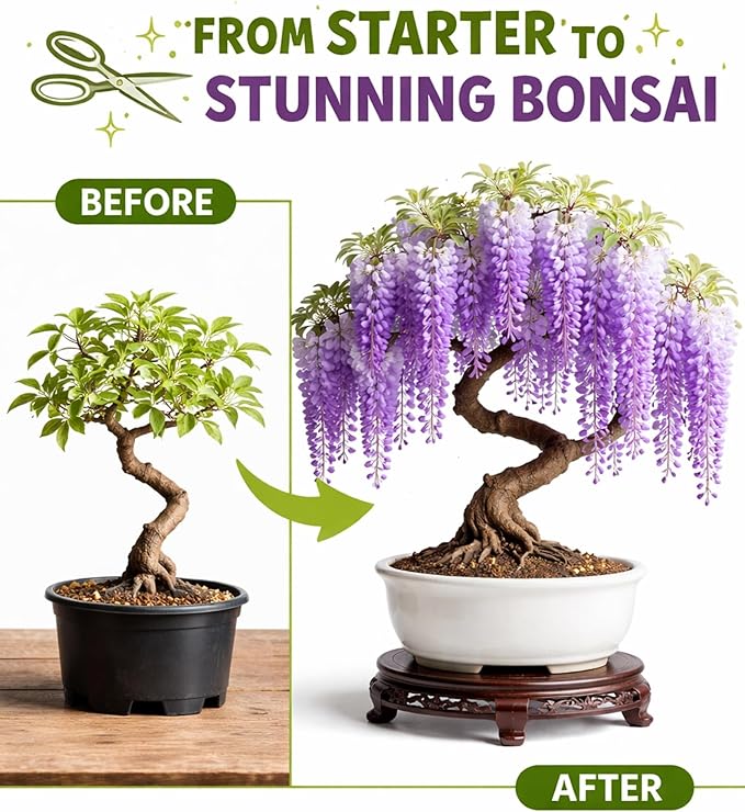 3 Wisteria Bonsai Starter Trees (1 Year Old Live Plant) – Wisteria Floribunda Seedling – Fast Growing Flowering Vine for Bonsai Training – Outdoor/Indoor Bonsai Tree Starter Kit (3 Plants)