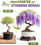 3 Wisteria Bonsai Starter Trees (1 Year Old Live Plant) – Wisteria Floribunda Seedling – Fast Growing Flowering Vine for Bonsai Training – Outdoor/Indoor Bonsai Tree Starter Kit (3 Plants)