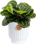 Costa Farms Calathea Live Plant in Decorative Pot, Indoor Houseplant, Assorted Variety, Perfect for Home, Room, or Office Decor, Great House Warming or Birthday Gift, 12-18 Inches Tall