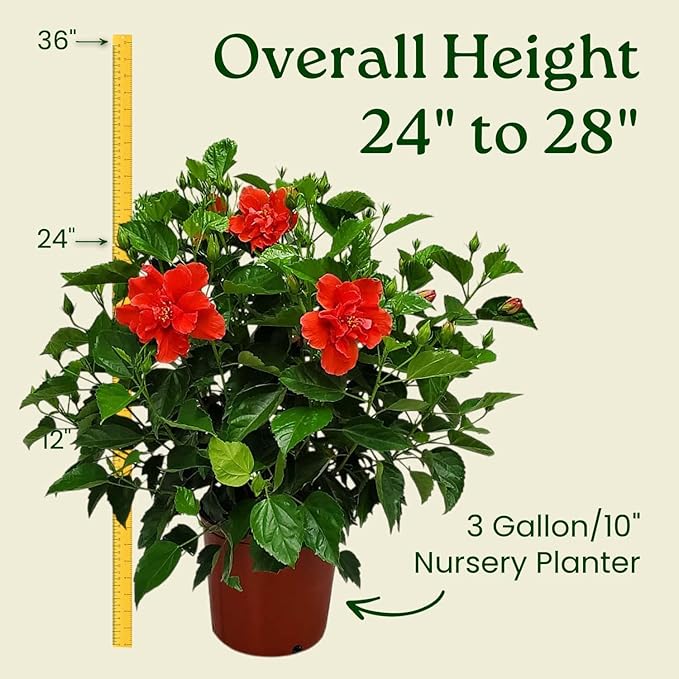 Hibiscus Plant Live - Double Red Hibiscus Bush - Flowering Plants - Red - Overall Height 26" to 28" - Tropical Plants of Florida (Plant Only)