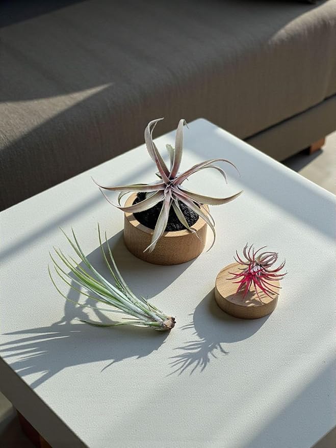 Rainforest Grown 5 Pack Assorted Air Plants - Live Tillandsia - Easy Care House Plants - Air Succulents, House Plant, Home Decor & Gift, Live Plant, Healthy Arrival Guarantee