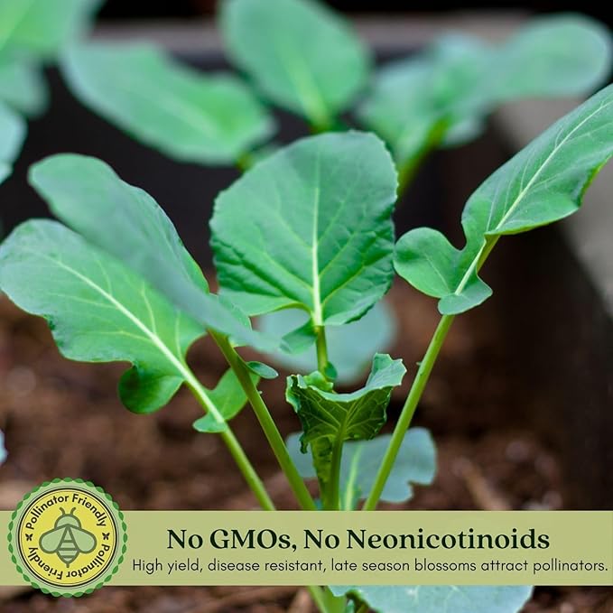 Clovers Garden Broccoli Marathon Plants- Two (2) Live Plants – Non-GMO - Not Seeds - Each 4" to 8" Tall – in 4" Inch Pots - High-Yield, Cold Tolerant
