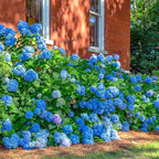 Hydrangea Live Plant, 6-12 Inch Tall, Hardy Flowering Shrub in 2.5" Pot, Outdoor Garden Hydrangea Bush (Blue Hydrangea)